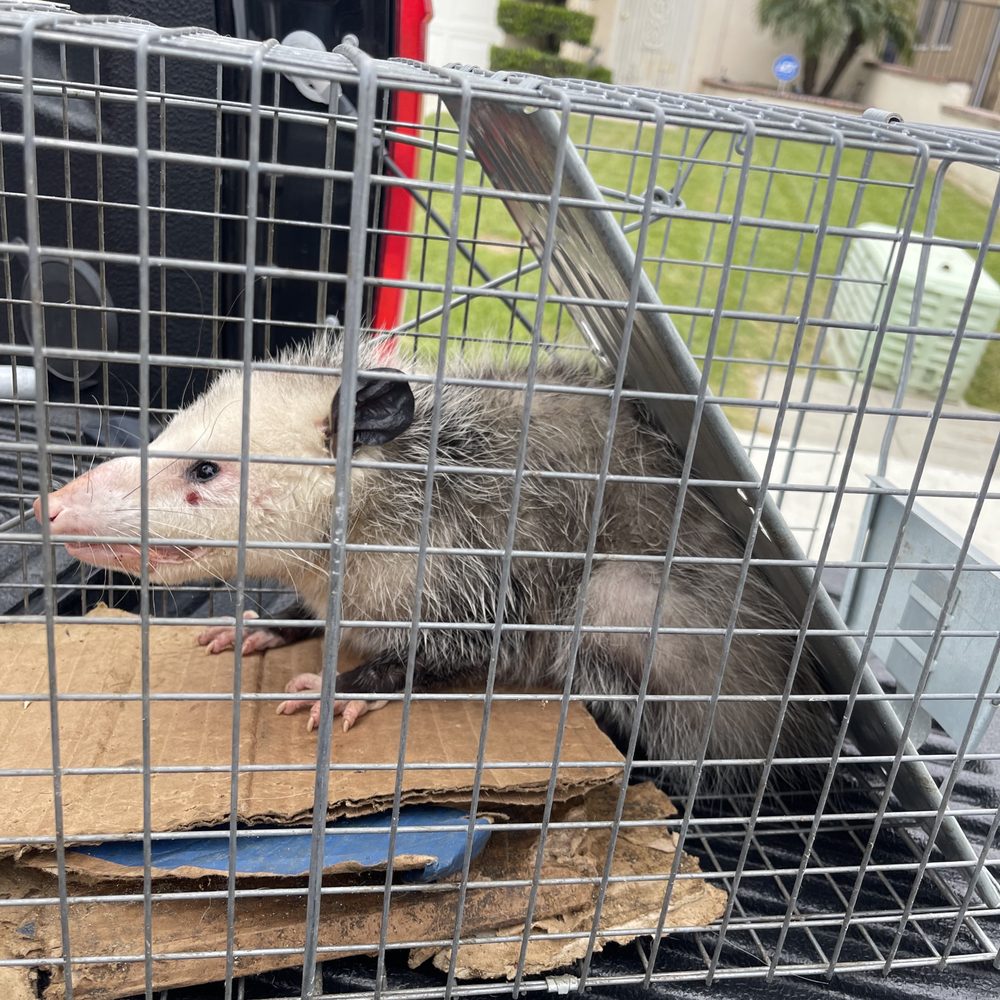 fullerton california animal trappers