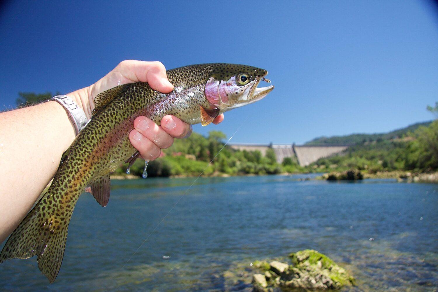 What Makes California Great for Trout Fishing?