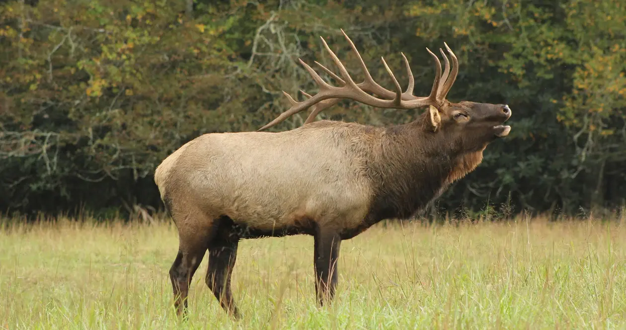 What Are Share Elk Hunts?