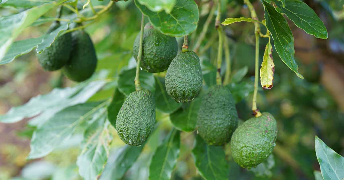 best avocado types for heat california