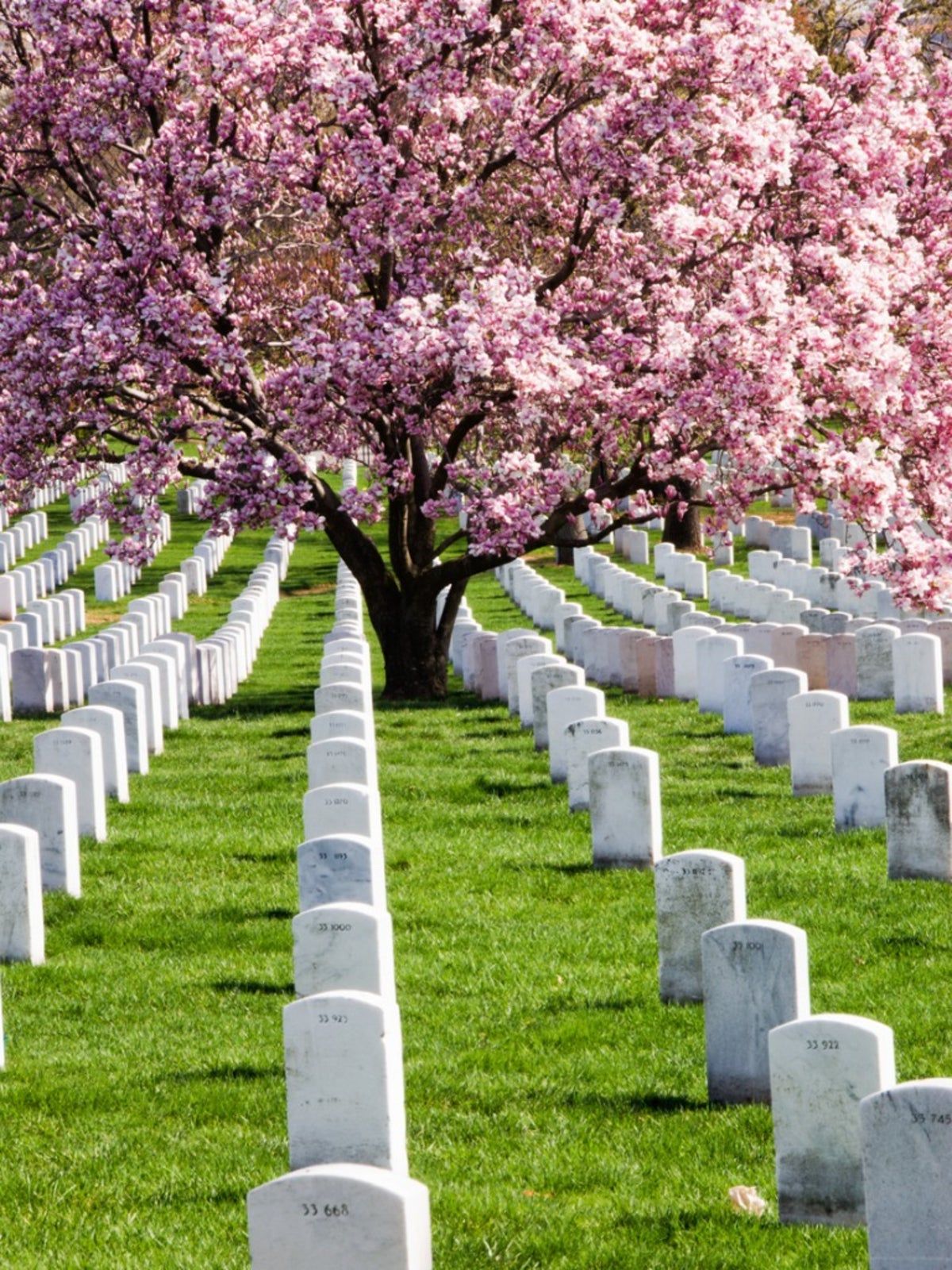 What is a Memorial Tree?