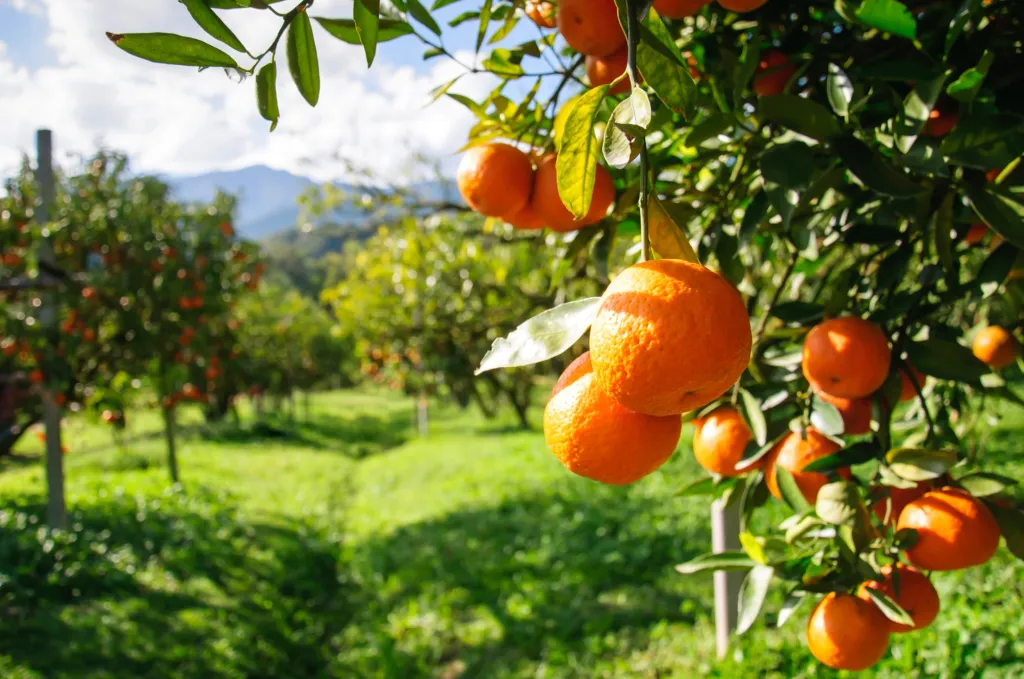 Why Send a Memorial Citrus Tree?