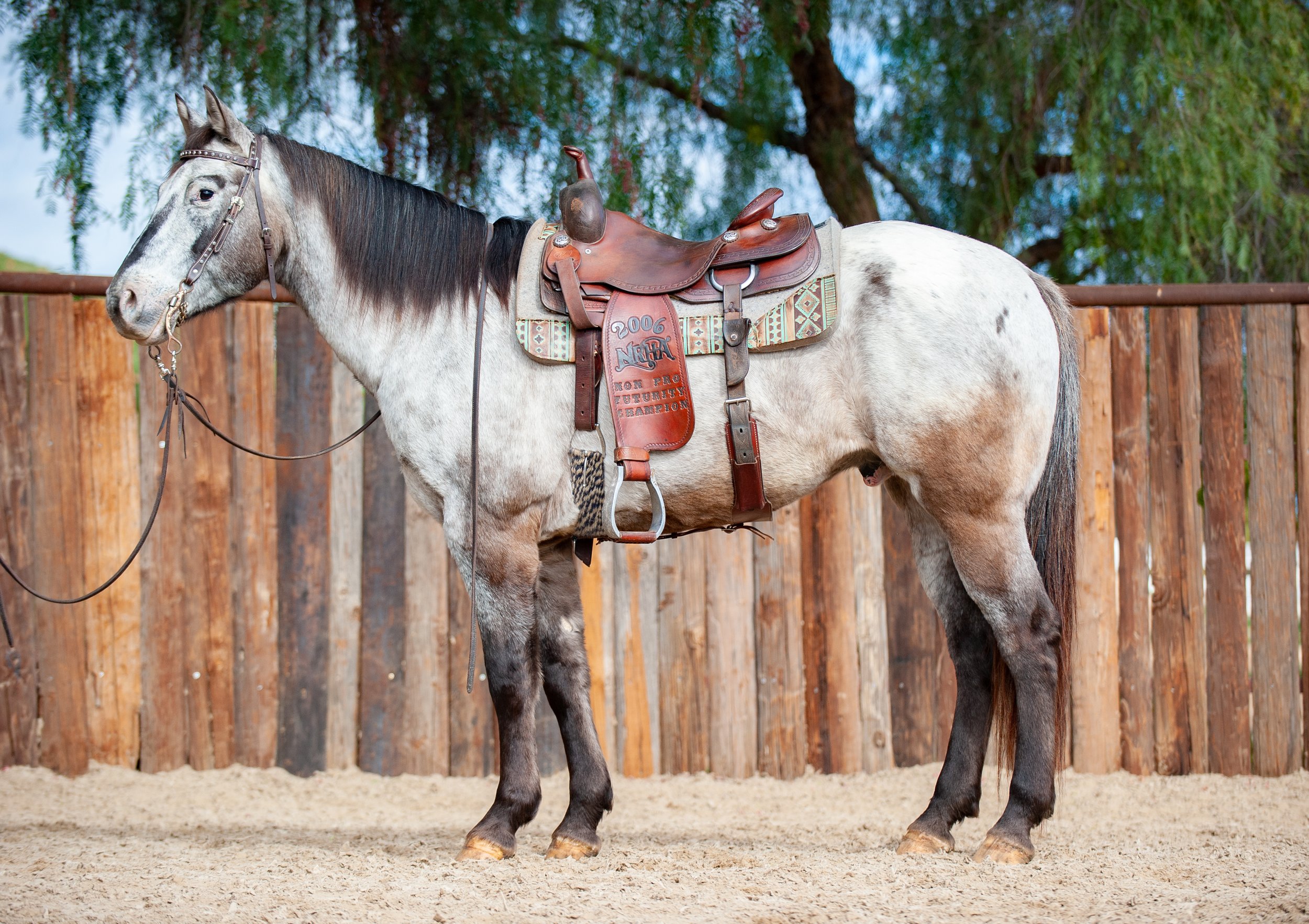 Why Buy a Horse in Colfax, California?