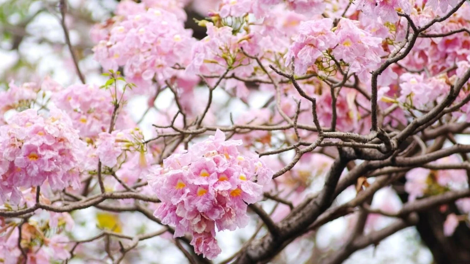 What is a Pink Weed Flower?