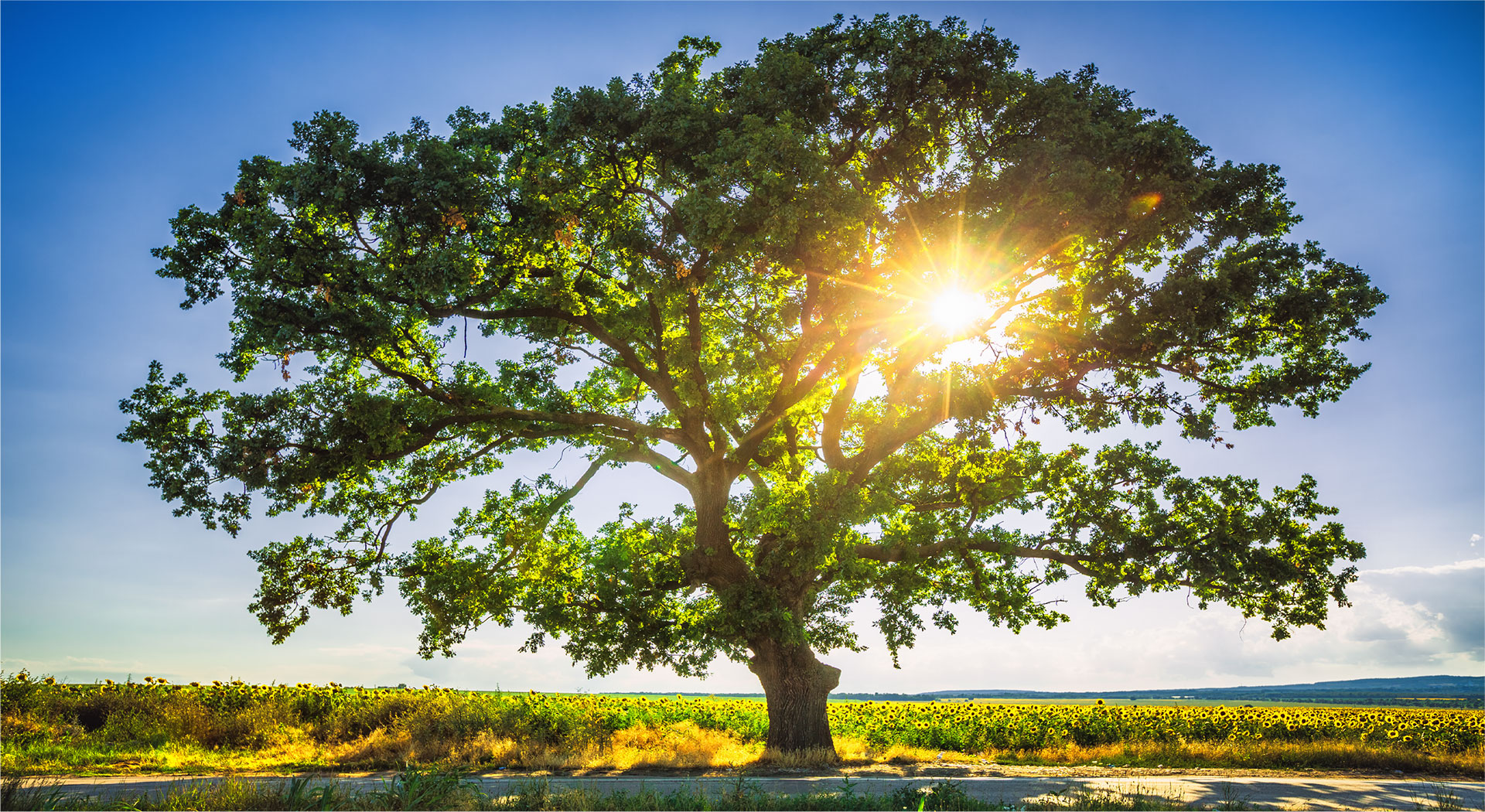 Why Planting a Memorial Tree Is Special