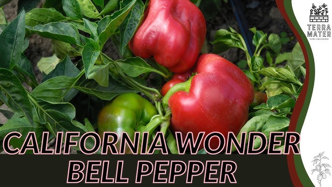 The Wonderful World of the California Wonder Pepper Plant