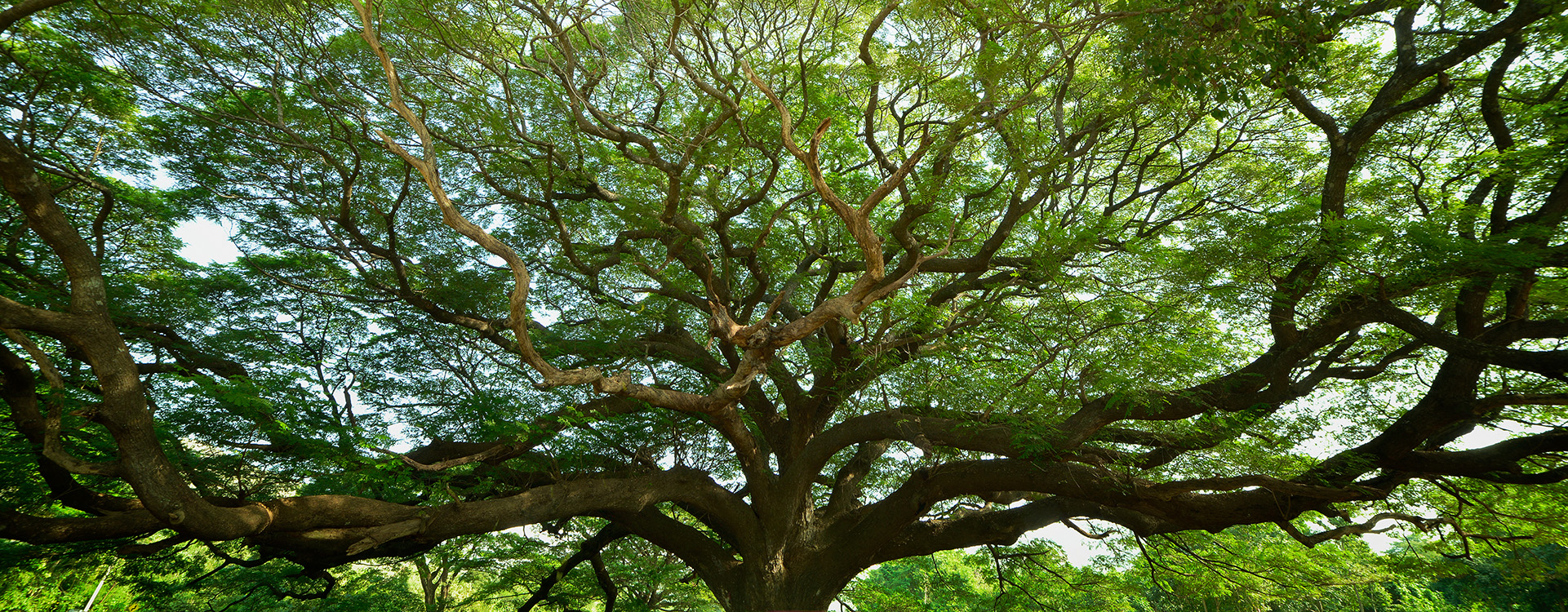 Why Choose a Memorial Tree?