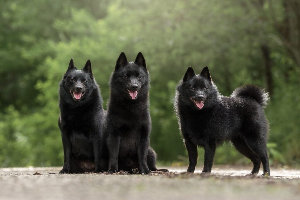 What Are Schipperkes?