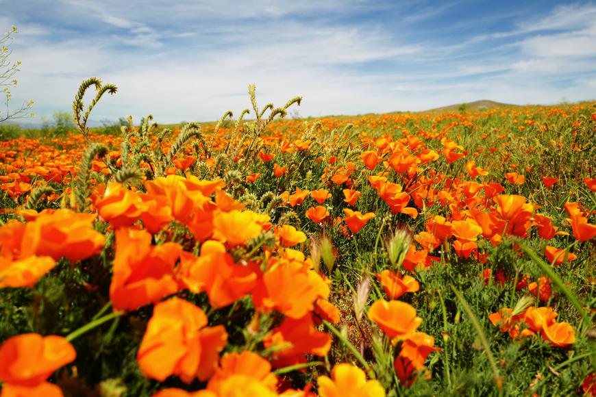 california poppy festival