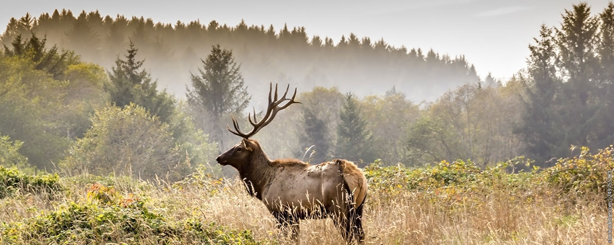 What Are Share Elk Hunts?