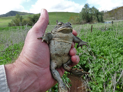 california toad