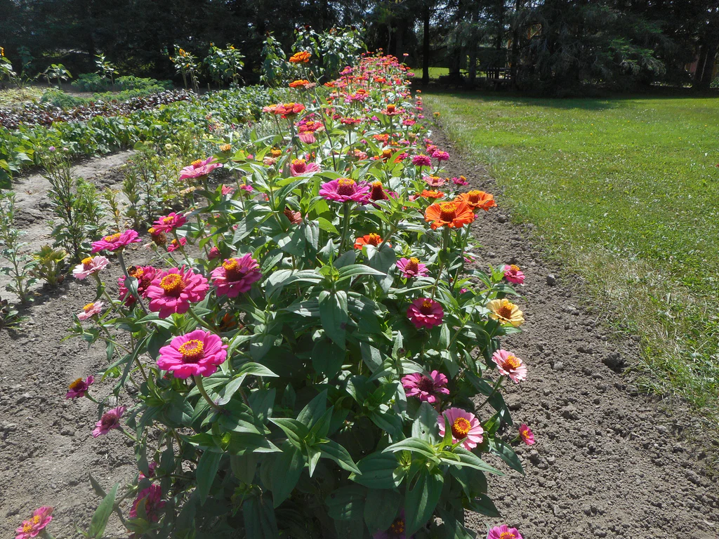 california giant zinnia