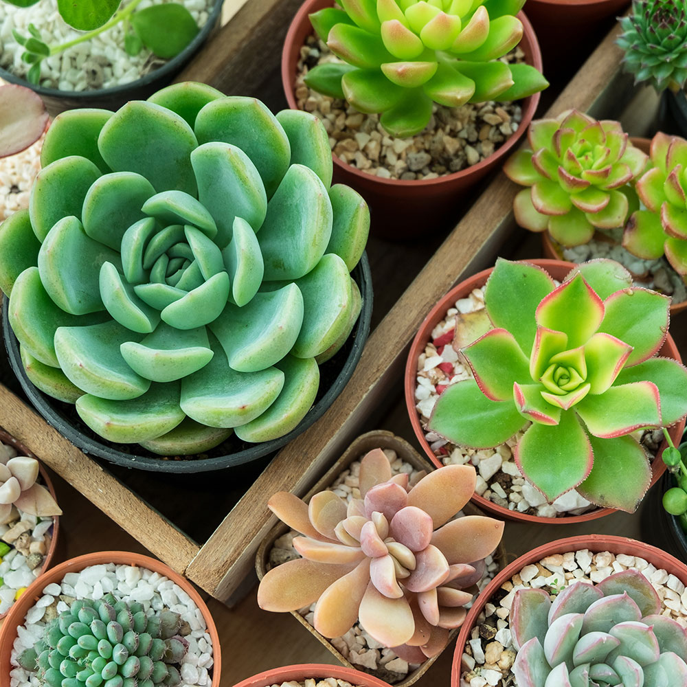 Why Succulents Are Perfect for California